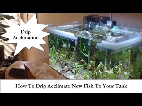 Adding New Fish? How To Drip Acclimate New Fish To Your Tank