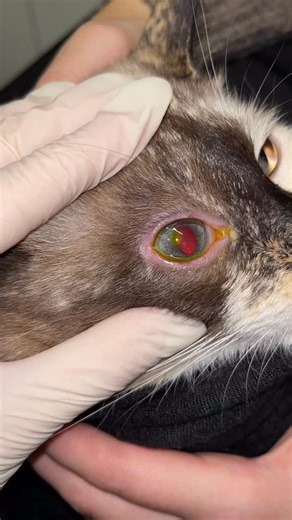 Dr. Sorina Grigoraș | Medic Veterinar | Do Do-hee and an indolent corneal ulcer! Here’s how an accurate diagnosis and appropriate treatment make all the difference! We now have a... | Instagram