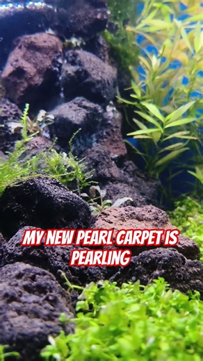 Monte Carlo carpet be pearling #fishtank #aquarium #aquascape #shrimp