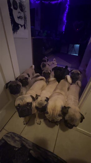##odieandfamily #puglife #grumble #thedrewpugfamily | Pug