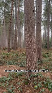 Oh oobee doo, I wanna be like you!🌲🐒✨ coming soon to a jungle near you … 🐻 🎥 @roscoe_thedobermann #ppbmagicmoments #pawsomepawsboutique #comingsoon #disney | Pawsome Paws Boutique