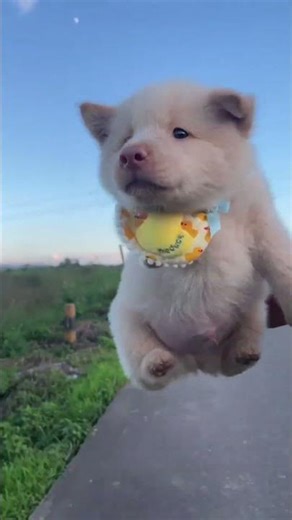 土松宝宝#土松宝宝#白土松#土松幼犬#狗狗#萌宠 萌宠 宠物狗 狗vlog日常