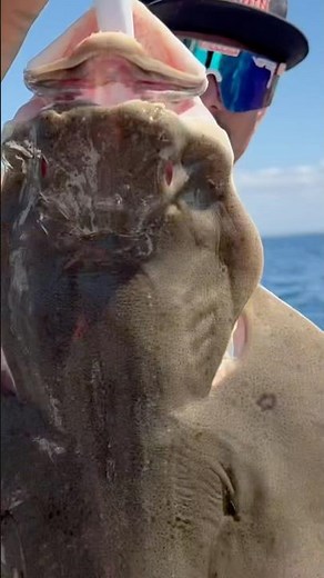 Prehistoric Angel Shark’s Sharp Teeth & Powerful Jaws in Huntington Beach w Full Spectrum Fishing