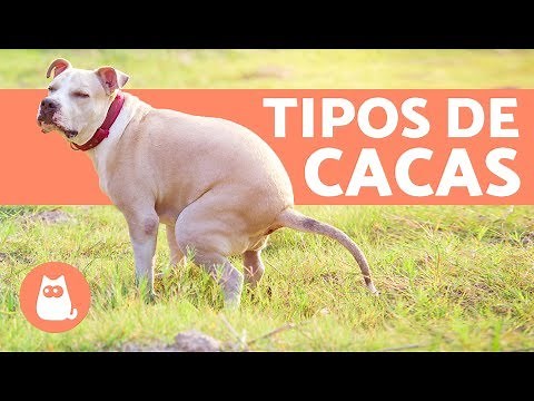8 TYPES OF DOG FECES AND THEIR MEANING