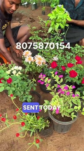 🌿 ഇന്നത്തെ പ്ലാൻ്റുകളുടെ പാക്കിംഗ് വീഡിയോ | Safe Packing Process | Reemz Basket 📦