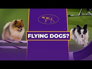 Flying High at Westminster: Best Agility Jumps!