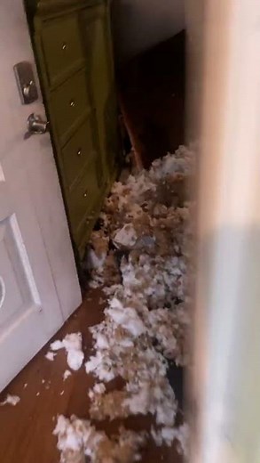Massive Tree Explosion Due to Lightning Damages House in Sarasota, Florida - 1524740