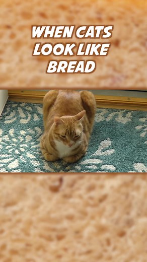 Nothing like a fresh kitty loaf! 🍞😺🧡#catloaf #catbread #bread #bagel #pretzel #croissant #yummy #cats #catsofinstagram #coleandmarmalade | Cole & Marmalade