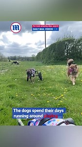 She's giving those disabled dogs a second chance to live life to the full! ❤️ | Daily Mail Moms