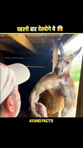why Kangaroos flex their Muscle 🦘 #facts #shorts #shortsfeed