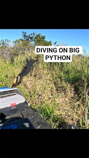 AIRBOAT PYTHON CATCH!