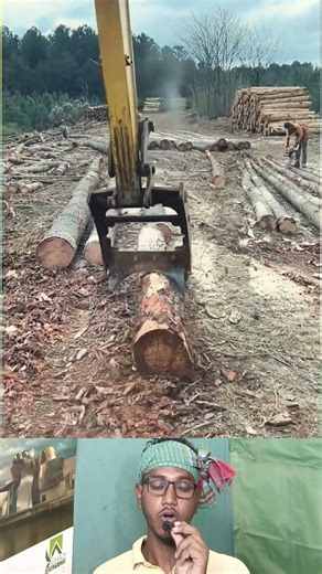 Amazing Wood Processing | গাছের গুঁড়ি পরিষ্কার করার এক অবিশ্বাস্য ও সুন্দর দৃশ্য ✨ #shorts #machine