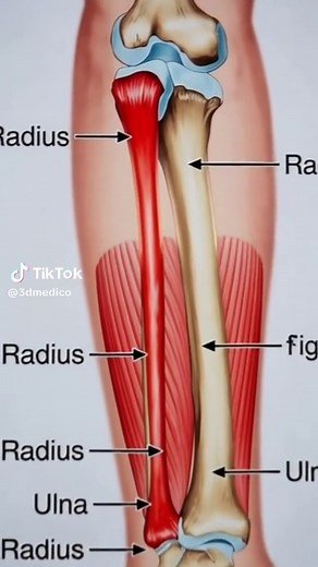 ‏Forearm bone 3D Animation #3dmedico #medical #health