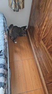 When the Tabby Cat Becomes the Naughty King of the Floor | Tabby Paws