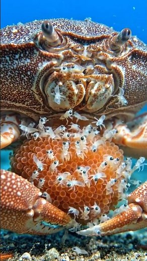 “How Crabs Reproduce 🦀 | No Milk, Just Thousands of Tiny Ocean Babies!”