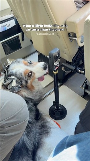 What a flight looks like with an Australian Shepherd ✈️