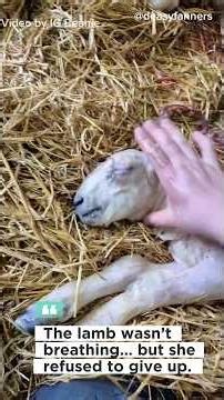 OWNER GIVES CPR TO BABY GOAT! 🐐#short #animals #rescue