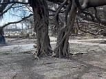 Lahaina's Banyan Tree still remains after massive wildfires