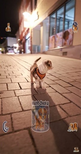 Night out in Kempten! 🌃 Puppies conquer the city