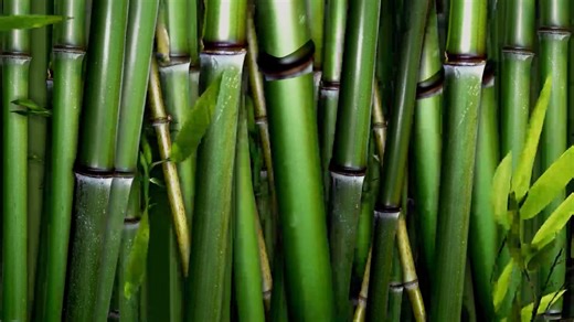 2.shaolin.body-fit.di.14.12.21 (1080p)