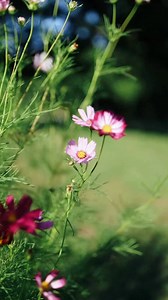 I normally only grow orange cosmos but grabbed these pink ones this year to try out as well… yeah, I LOVE them! 😍😍😍 | The Dainty Squid