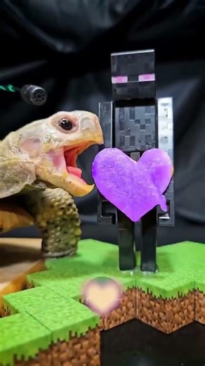 The love of the turtle eating live-streaming#Pet and Cute Debut Plan.#Creator