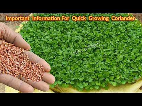 How to Grow Coriander from Seeds | Easy Step-by-Step Guide