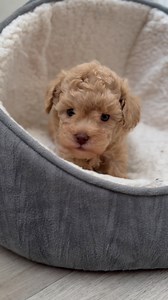 OMG!! Look at this precious 5 week old Maltipoo puppy😀isn’t he adorable?🐾❤️🐶#doglover #doglovers #cutnessoverload #cutepetclub #toomuchcuteness #toocute #toocuteforwords #puppy #puppylove #puppylover #reelsvideo #trendingreels #maltipoosofinstagram #maltipoos #cutestpuppy #dogs #cutestdogs #teddybearlove #teddybeardog #dogofinstagram #instadog #instadoggy #doglife #doglifeisgood #mlapets #pet #petlovers | MLA Pets - My Little Angels