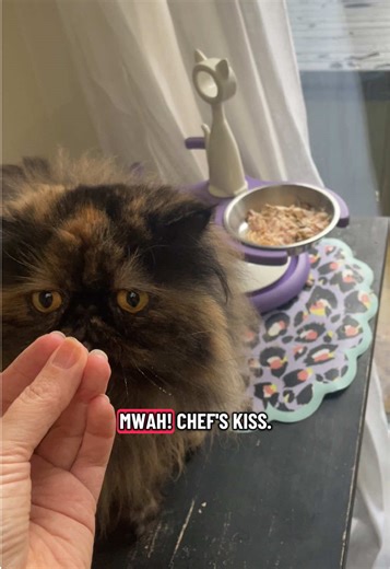 She’s a chonk ok?! 😤 #skinnycat tortoiseshell Persian cat, big fur and tiny cat