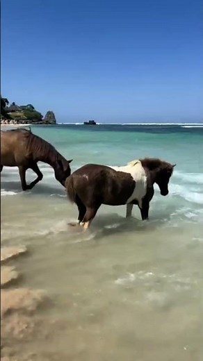 This Island Is Ruled by Wild Horses! 🐎😱
