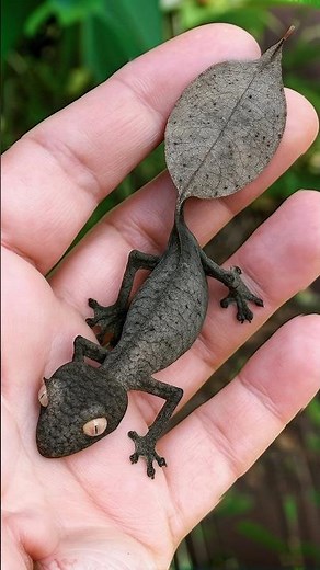 Dead Leaf Gecko