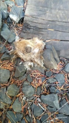 Gore Warning ⚠️ Deer got hit by train and this is what was left.