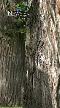 Storms playing a role in the spread of Dutch elm disease in Edmonton