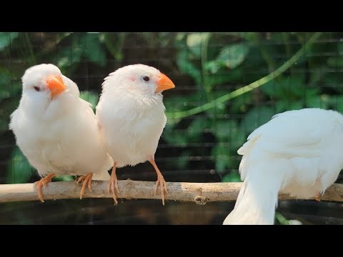 Zebra finch sounds for lonely Zebra finch, relaxing nature bird video for lonely bird.