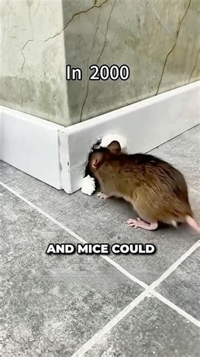 Get Rid Of Mice In The House Instantly! 😮