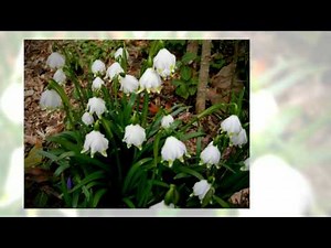 Белоцветник весенний (Leucojum vernum)