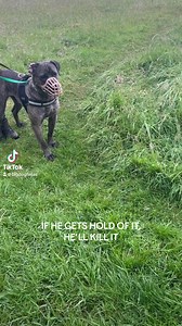 557K views · 5.2K reactions | Huge aggressive Cane Corso. #canecorso #italianmastiff #corso #bigdog #aggressivedog #dogtraining #dogs #DogTrainer #viral | Big Dog Fellas | Facebook