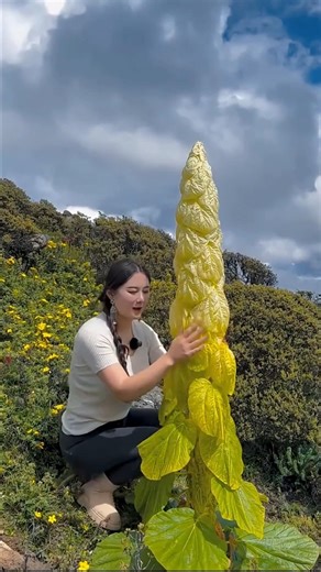 The smartest plant of the snowy mountains #sikkim #survival