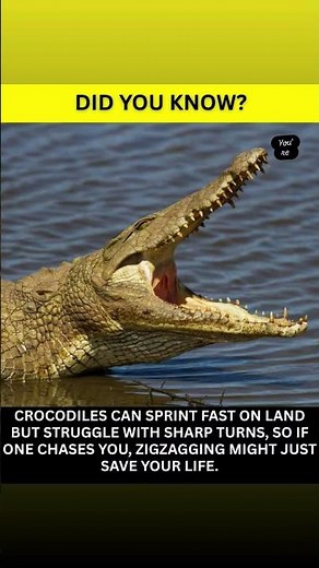 Crocodiles can sprint surprisingly fast on land 🐊, but they struggle with sharp turns — which is