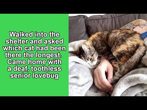 50 Addictive Cat Posts You Won’t Be Able to Stop Scrolling Through