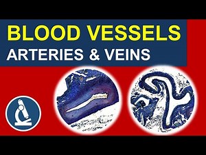 Different BLOOD VESSELS under the microscope