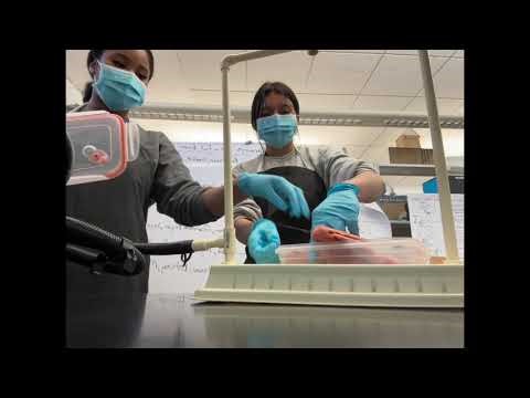 Lung Demo 2025 By Kenlyn Taylor and Esteisy Jimenez