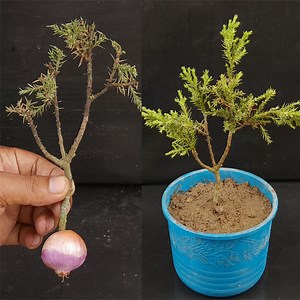 57K views · 2.1K reactions | Step by Step Juniper Cutting Propagation- 100% Success | Rana Craft | Facebook