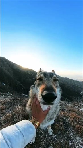 Born in the Wild: The Real-Life Journey of a Wolf! (中文标题: 野生狼族：狼的真实成长之旅