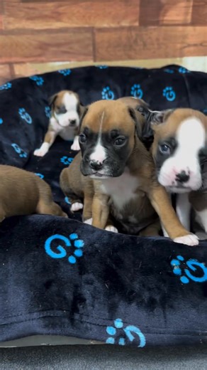 Boxer puppy alert! These little wiggle butts are full of love, energy, and a touch of mischief! 😜 They’re ready to bring endless zoomies, cuddles, and smiles to their forever families. 🏡💕 If you’re ready for some tail wags, wet kisses, and daily laughter — one of these cuties might just be your perfect match! 💖🐾 #BoxerPuppies #PuppyLove #WiggleButts #AdoptDontShop #BoxerFamily #ForeverHome #PuppyJoy #BoxerPuppyLove #BoxerJoy #BoxerPuppiesOfFacebook | Boxer puppies for adoption in North Dako