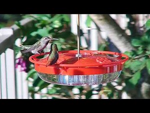 Allen's and Anna's Hummingbirds, Side by Side
