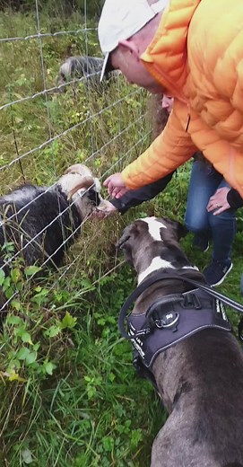 #alaphabluebloodbulldog #kongolav #bulldog #bulldoglovers #dog #viral #viralvideo #norway🇳🇴 #fyp #fypシ #dogsofttiktok #bigdogs #babyboy #babyboo #goat #høst #sognsvann #❤️