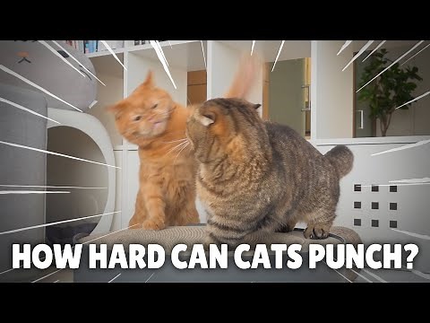How Hard Can Cats Punch? | Kittisaurus