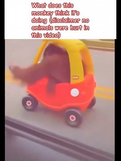 what is this monkey doing #memes #funny #funny monkey #monkey driving toy car