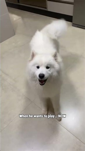 Samoyed Demands Playtime and Jumps on His Human 😅
